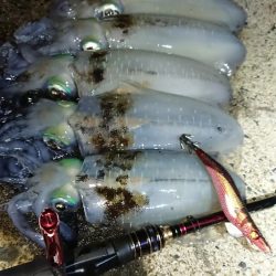 対馬エギング釣果