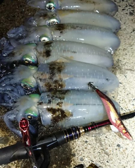 対馬エギング釣果