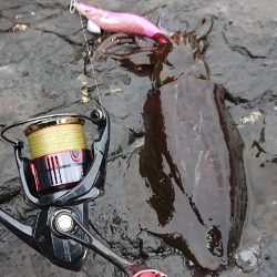 対馬エギング釣果