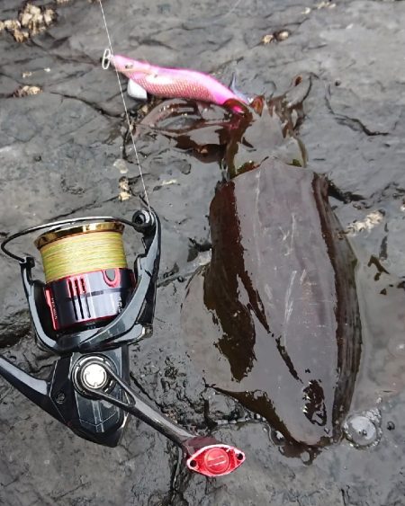 対馬エギング釣果