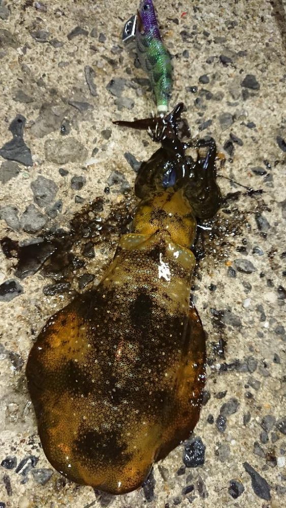 対馬エギング釣果