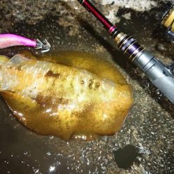 対馬エギング釣果