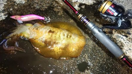 対馬エギング釣果