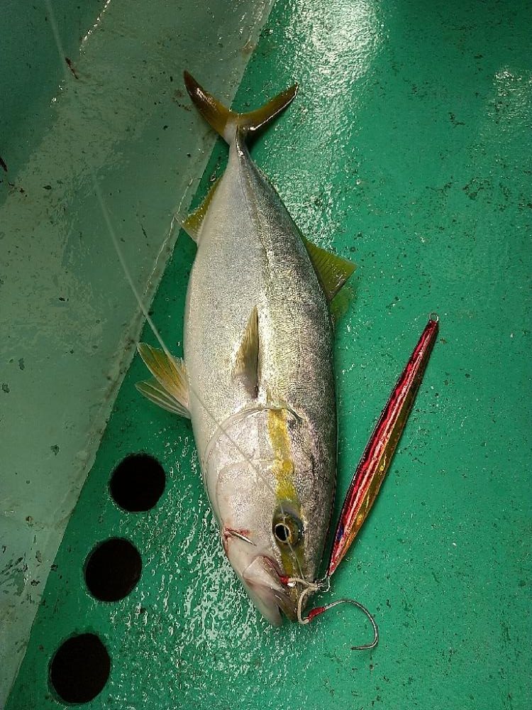 明石の青物ジギング