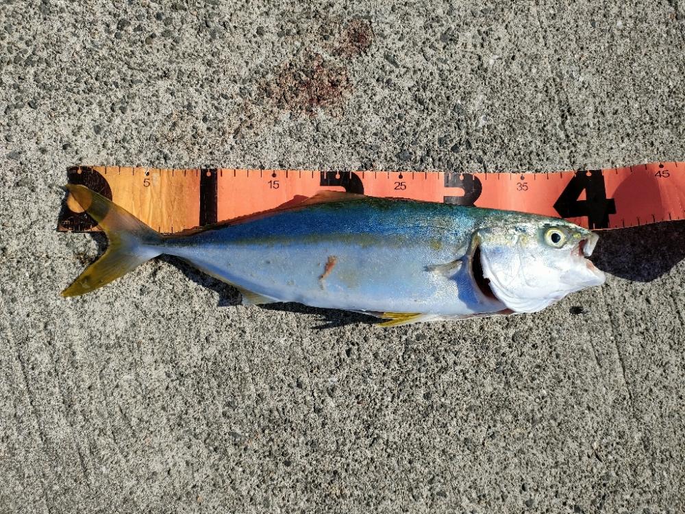 朝まづめに貝塚人工島ベランダにてノマセでメジロ、ハマチ