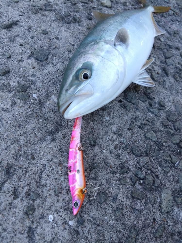 サワラが釣りたい!