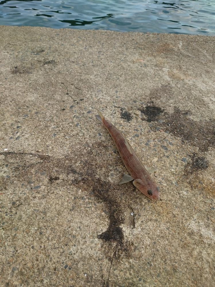 ショアジギング