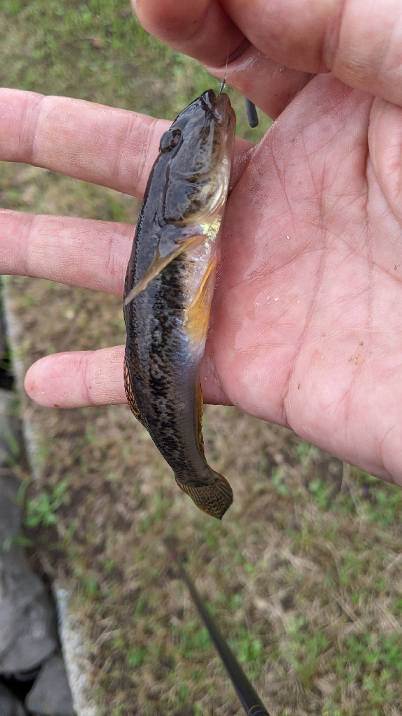 旧中川 ハゼ 114匹