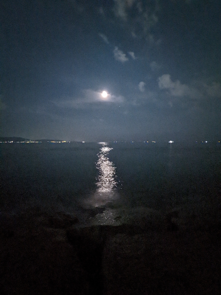 ようやく出会えたアオリイカ