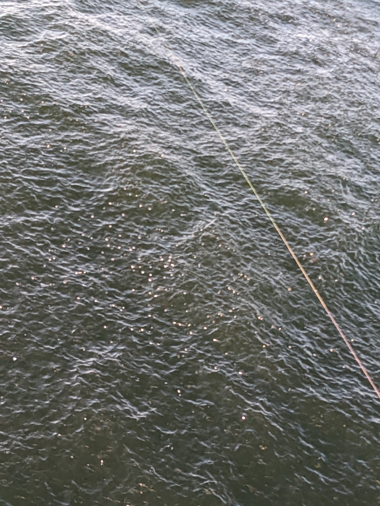 武庫タチ１１０センチ