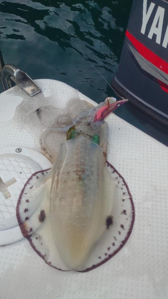 ボートエギング