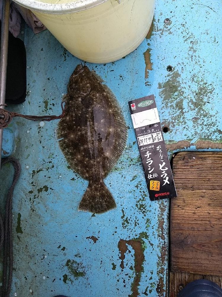 ヒラメ狙いで☆イワシ呑ませ