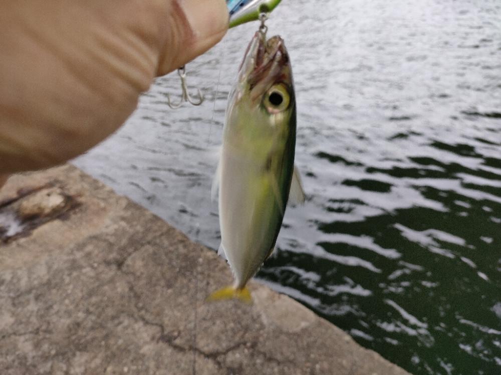 雨上がり朝マズメ釣行