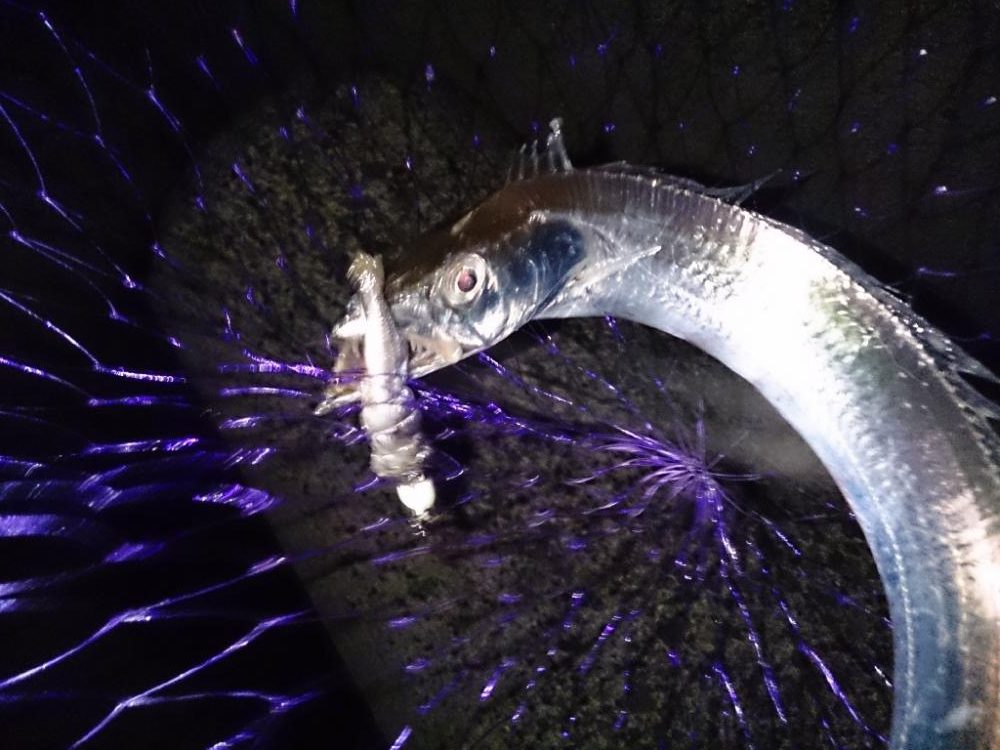 今シーズン初タチウオ