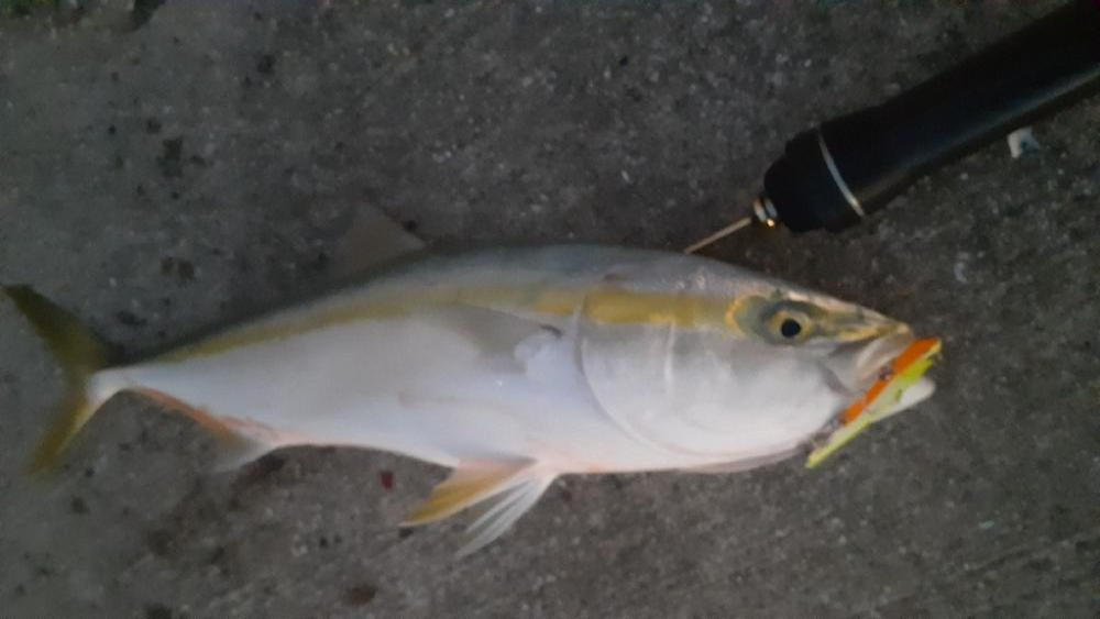 先日に続きブリ族はいい感じ