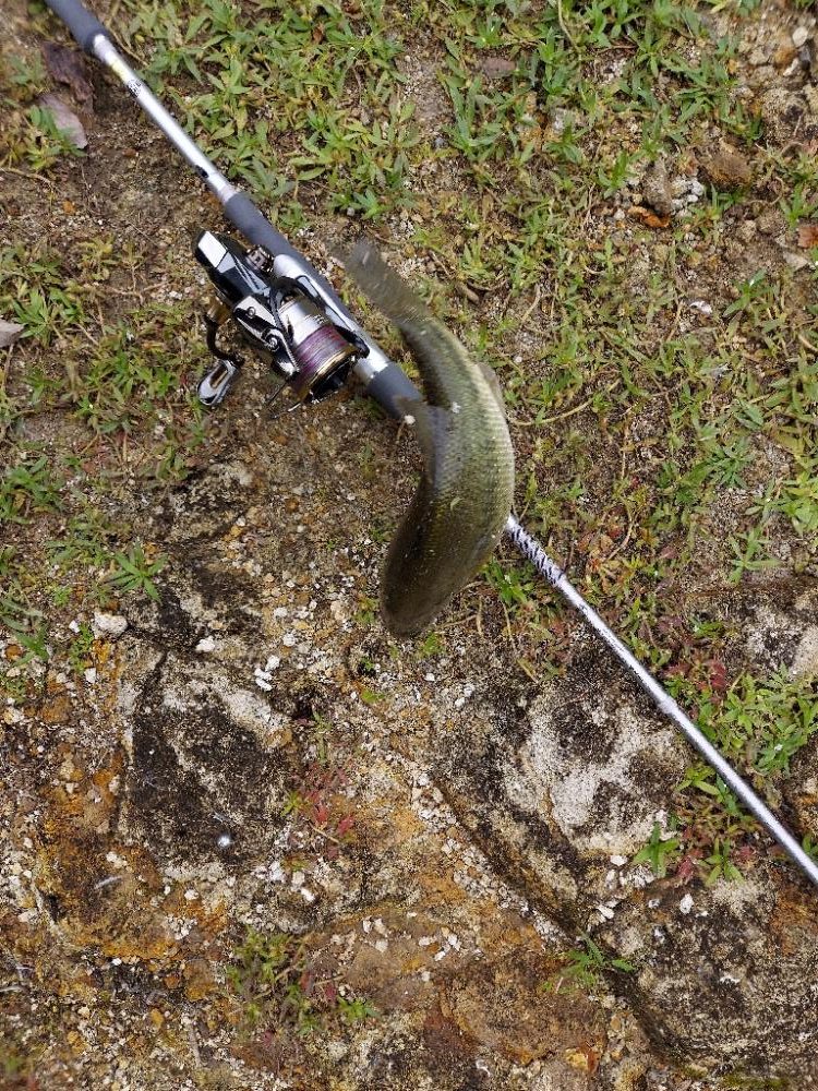 バス釣り　スピニングしばり