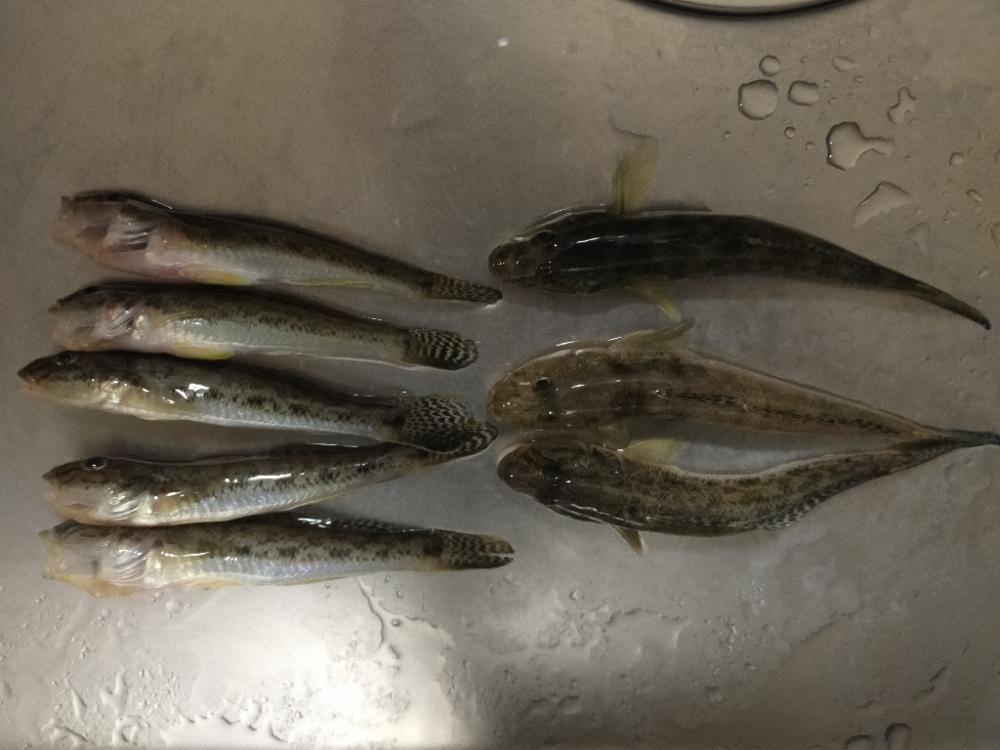 釣りデビューの本命は笑顔☺️