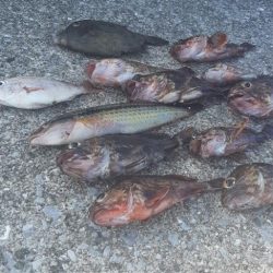 オキアミでガシラ爆釣‼&#x…