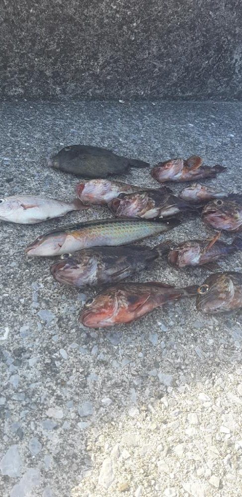 オキアミでガシラ爆釣‼️