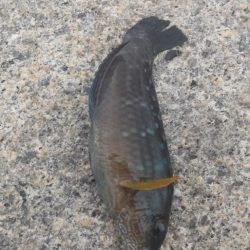 アジ探し@小島周辺