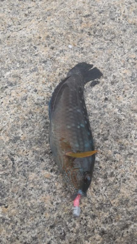 アジ探し@小島周辺