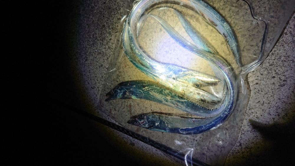 太刀魚テンヤ