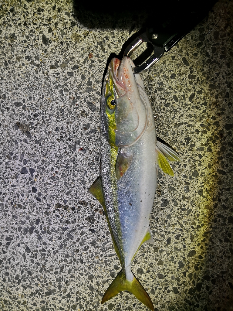 ショアジギングで3匹