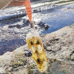 浜田の地磯釣行一日目！