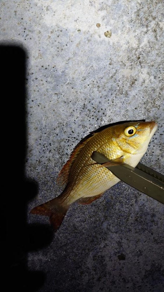 ライトロックゲーム