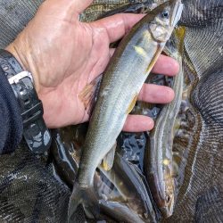 終盤の鮎釣り　飛騨川と白川