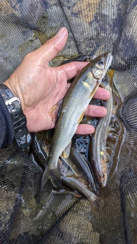 終盤の鮎釣り　飛騨川と白川