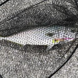 ショアジギングでメジ4匹