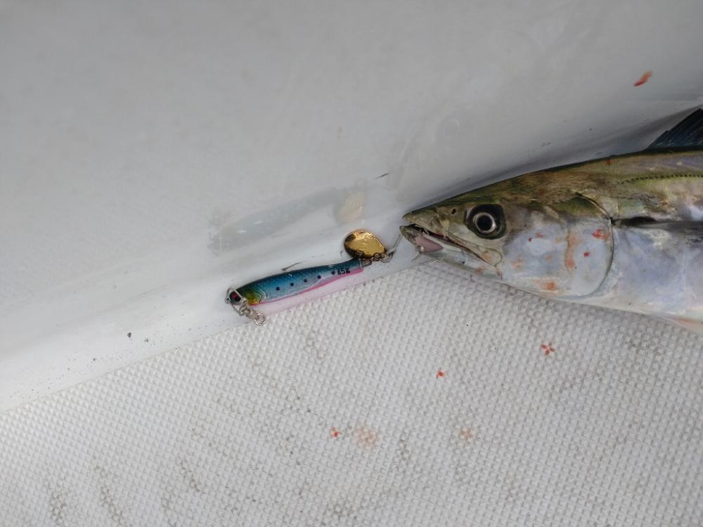 失われし鰯を求めて