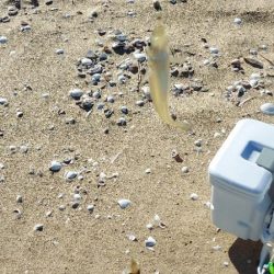 キス釣り　遠征