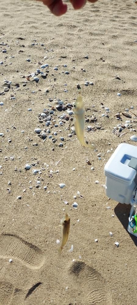 キス釣り　遠征