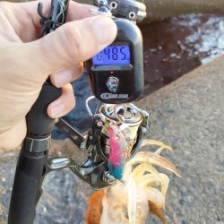 浜田港エギング