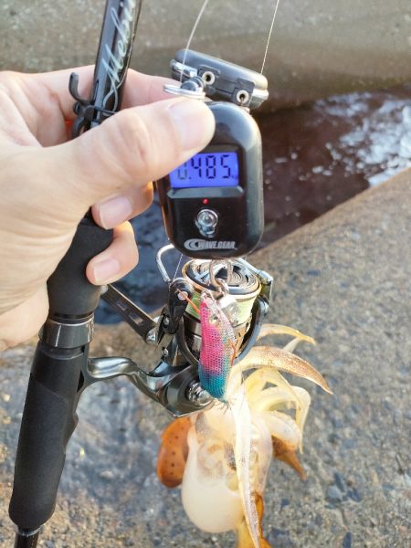 浜田港エギング