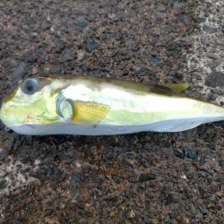 サバフグとカマス