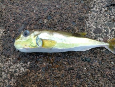 サバフグとカマス