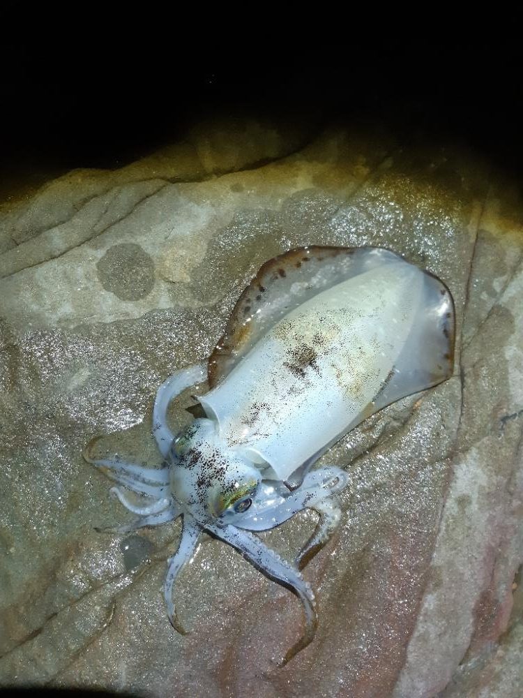 少しサイズアップる