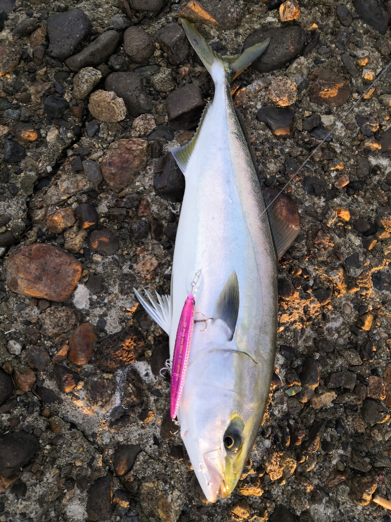 ショアジギングでメジロ2