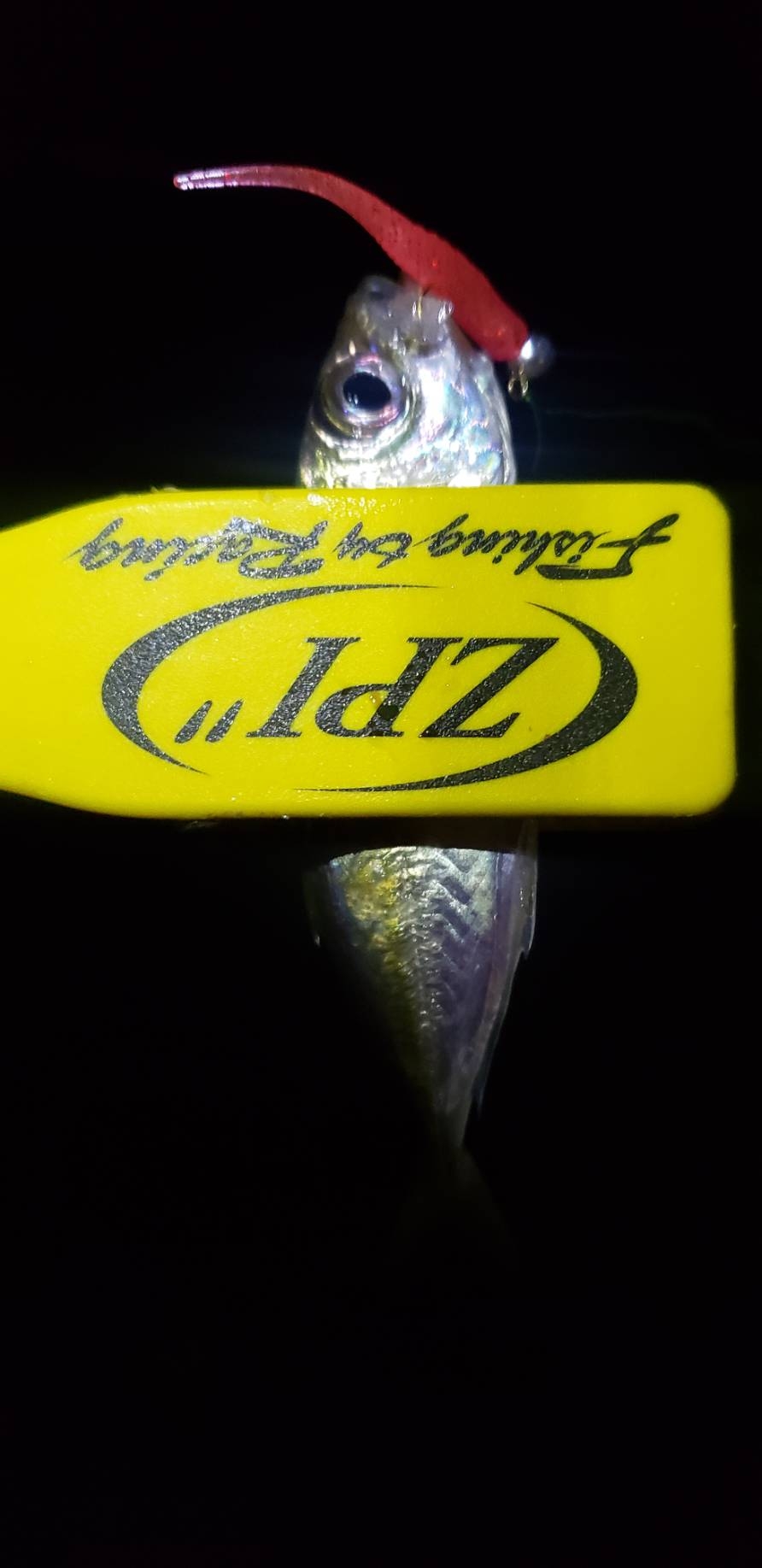 アジ探し@谷川周辺