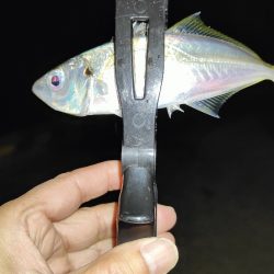 なんか釣れれば良いかなと