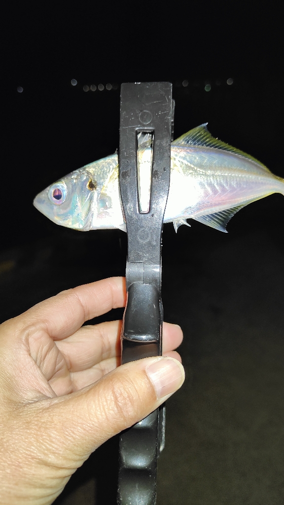 なんか釣れれば良いかなと