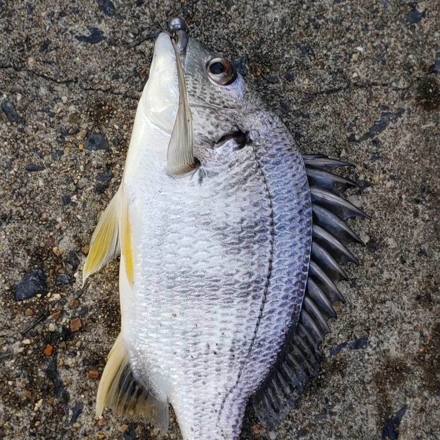 アジ探し@小島周辺