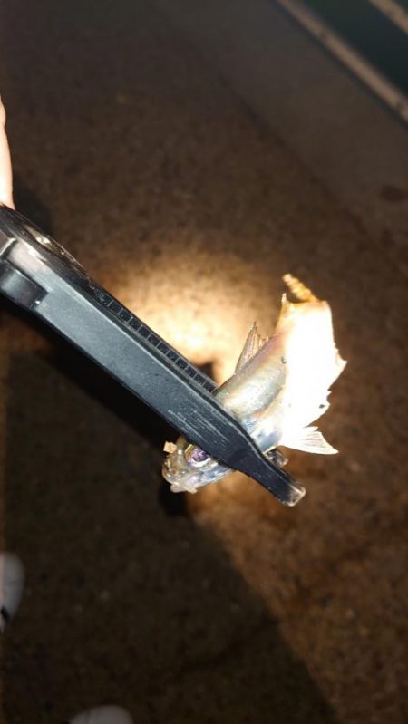 シーバスウヨウヨだ！