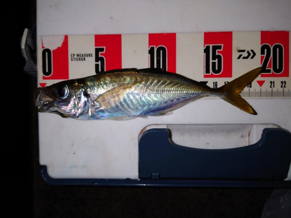 アジングヒャハー