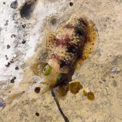 浜田地磯釣行最終日