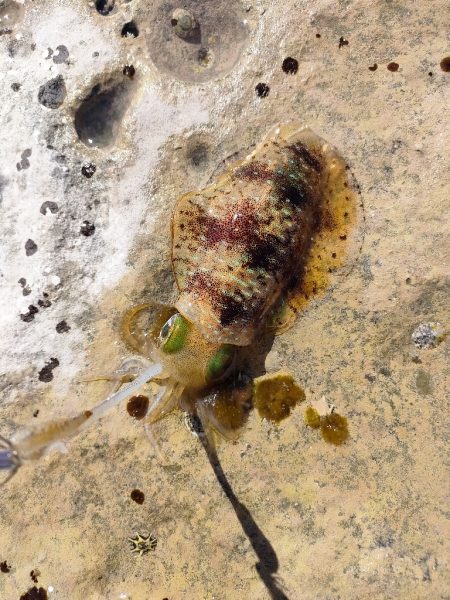 浜田地磯釣行最終日