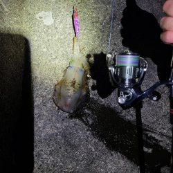 リールの入魂！久しぶりのエギング！